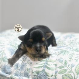 Hagrid - Black and tan male Yorkshire Terrier puppy in Petersburg, Virginia from Louie yorkie crustables