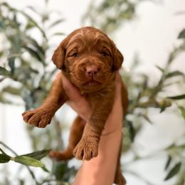 Bullseye - Caramel red male Australian Labradoodle puppy in Palmdale, California from Pixie Doodle Paws