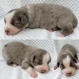 Minimal blue Merle male - Blue merle male Miniature Australian Shepherd puppy in Brooker, Florida from Honey, I Shrunk the Aussies