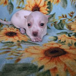 LUNA - Cream and white female Chihuahua puppy in Branford, Florida from Mbjs Doxies and chihuahuas
