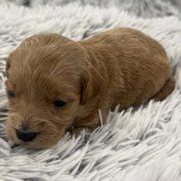 Ava - Red  female Goldendoodle puppy in Ambrose, Georgia from Brandilyn's Aussies
