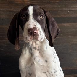 Chatt - White and liver male German Shorthaired Pointer puppy in Ulen, Minnesota from North Wind Gundogs