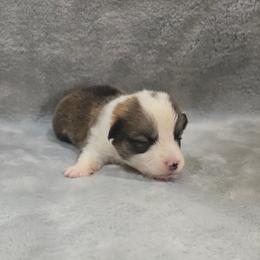 Grey Collar Female - Red female Pembroke Welsh Corgi puppy in Tenino, Washington from LoneStar Corgis NW