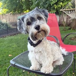 Mindy - Yorkipoo