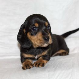 Van - Black and tan male Dachshund puppy in Bellville, Ohio from JK Mini Doxies