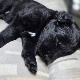 Ryatt - Black male German Shepherd puppy in Altoona, Florida from Blue Line Shepherds