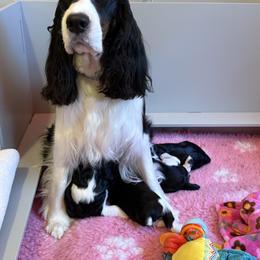 English Springer Spaniel Puppies from Everlark English Springer Spaniels