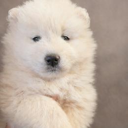 AKC Male 'Mellow' - White male Samoyed puppy in Tombstone, Arizona from High Lonesome