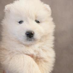 AKC Male 'Mellow' - White male Samoyed puppy in Tombstone, Arizona from High Lonesome