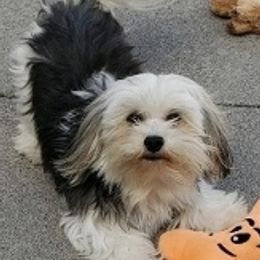 Havanese and Miniature Schnauzer All Grown Up from Maplecreek