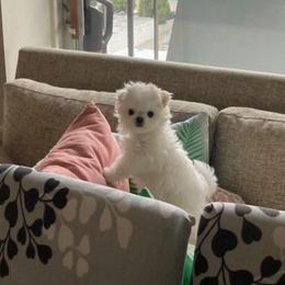 Maltese from T&C Maltese