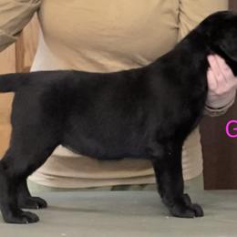 Labrador Retriever Puppies from R Little Retrievers