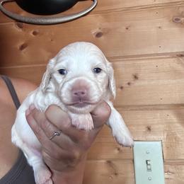 Boy 2 - Cream male Dachshund puppy in Cheyenne, Wyoming from Great Basin Hounds