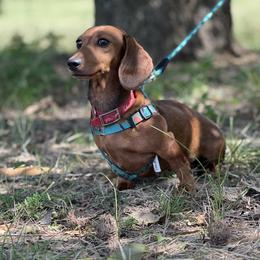 Red - Dachshund