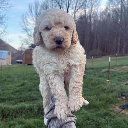 Boy 3 - Cream male Double Doodle puppy in Jonesborough, Tennessee from Dry Creek Siberians