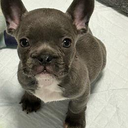 Eve - Blue fawn female French Bulldog puppy in Denton, Maryland from Little Lions the Shih Tzu Kingdom