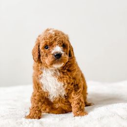 Cavapoo and Goldendoodle Puppies from Lake Cumberland Doodle Farm