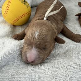 Champ - Apricot male Goldendoodle puppy in Stockton, California from Family Doodles