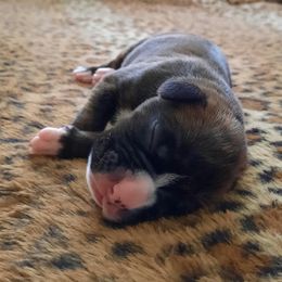 Girl 1 - Brindle Boxer puppy in Ellensburg, Washington from Savvy Boxers Seattle