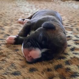 Girl 1 - Brindle Boxer puppy in Ellensburg, Washington from Savvy Boxers Seattle