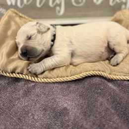 Grey - Golden male Golden Retriever puppy in Salt Lake City, Utah from Soaring golden retrievers