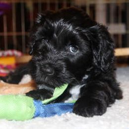 Portuguese Water Dog Puppies from Maritimo Portuguese Water Dogs