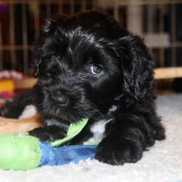 Portuguese Water Dog Puppies from Maritimo Portuguese Water Dogs