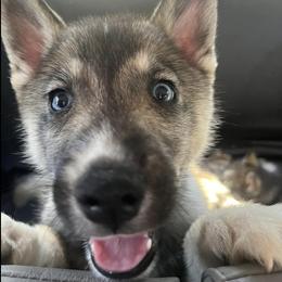Siberian Huskies from The Day’s Puppy Palace