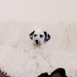 Black White Male - White and black male Dalmatian puppy in Fayette, Missouri from Lazy B Bassets and Dalmatians