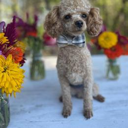 Jiffy - Poodle