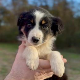 Bennett - Boy 1 - Black tri male Miniature Australian Shepherd puppy in Murfreesboro, Tennessee from Norby's Mini Aussies
