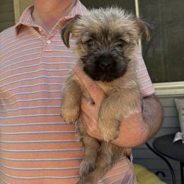 Cairn Terrier Puppies from Fae Hallow