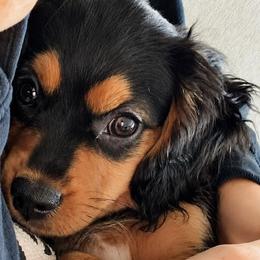 Stone - Black and tan male Companion Cross puppy in Georgetown, Texas from The Darling Pup