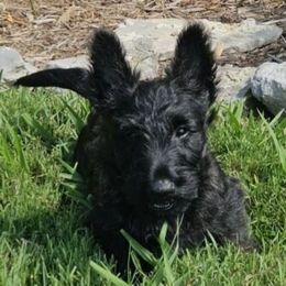 Charlie - Brindle male Scottish Terrier puppy in Smiths Grove, Kentucky from Moore's We Little Farm AKC Scotties