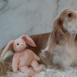 Eden - Dachshund