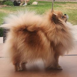 Pomeranian puppies from Diamond-Pom