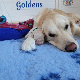 Golden Retriever Puppies from Mountain View Goldens