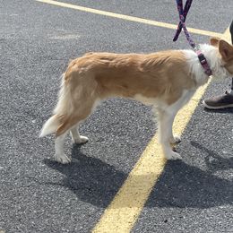 Halo - Border Collie