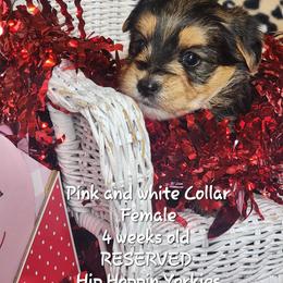 Yorkshire Terrier Puppies from Hip Hoppin Yorkies