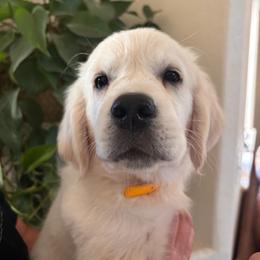 Yellow boy 3500.00 - Light golden male Golden Retriever puppy in Pahrump, Nevada from Southern Nevada Goldens