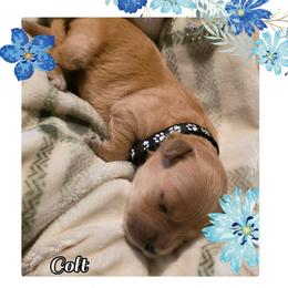 Colt (black collar) - Apricot male Goldendoodle puppy in Richmond, Virginia from Highland Grove Doodles, LLC
