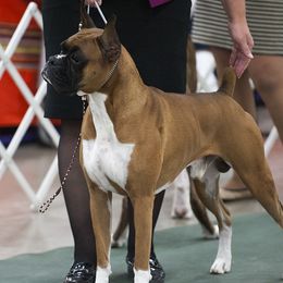 Boxer All Grown Up from Tammy Davison