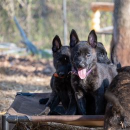 Dutch Shepherd Puppies from Faberge Hollandse Herdershond