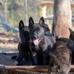 Dutch Shepherd Puppies from Faberge Hollandse Herdershond