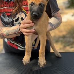 Cupid - Fawn male Belgian Malinois puppy in Deerfield Beach, Florida from vd Hunde der neuen Äre