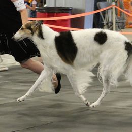 Borzoi and Cavalier King Charles Spaniel All Grown Up from Aria Borzoi