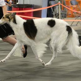 Borzoi and Cavalier King Charles Spaniel All Grown Up from Aria Borzoi