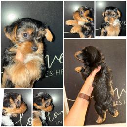 Sassy - Black and tan female Yorkshire Terrier puppy in Dalton, Georgia from Southern Charm Precious Paws