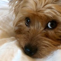 Yorkshire Terriers from Jenna’s Yorkies