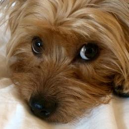 Yorkshire Terriers from Jenna’s Yorkies